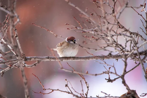 Sparrow Zittende Sneeuw Dag Kerststemming — Stockfoto
