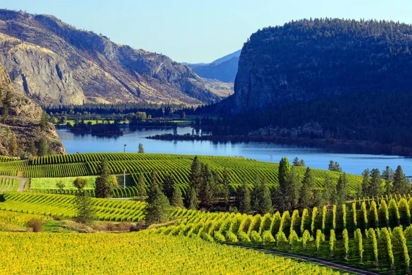 McIntyre Bluff ve Vaseux Lake 'in yer aldığı Blue Mountain Vineyard manzarası Okanagan Falls, British Columbia, Kanada' da yer almaktadır..