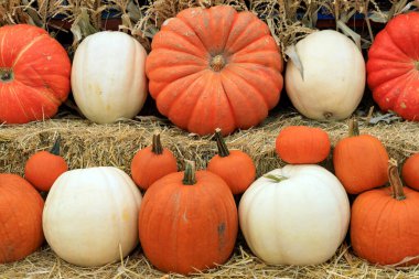 Şükran Günü güz hasadı için meyve standında kabak tarlası gösterisi düzenlenecek..