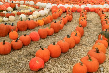 Şükran Günü güz hasadı için meyve standında kabak tarlası gösterisi düzenlenecek..