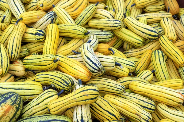 Arranjo Delicatta Squash Inverno Stand Frutas Exibição Remendo Abóbora Para — Fotografia de Stock