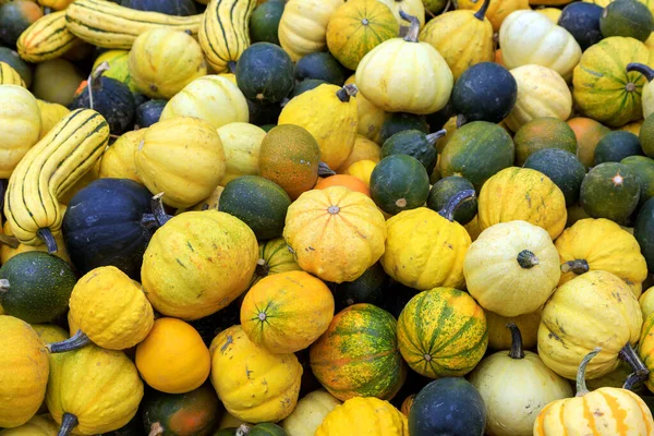 Arranjo Abóbora Inverno Stand Frutas Exibição Remendo Abóbora Para Colheita — Fotografia de Stock