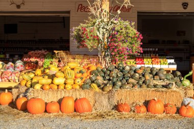 Keremeos, British Columbia, Kanada - 30 Eylül 2021: Şeftali Kralı meyve standı ve çiftçilerin pazar gösterisi ve kış kabağı düzenlemesi sonbahar hasadı ve Şükran Günü kutlamaları.