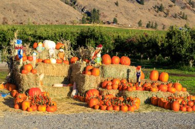 Keremeos, British Columbia, Kanada - 30 Eylül 2021: Şeftali Kralı meyve standı ve çiftçilerin pazar gösterisi ve kış kabağı düzenlemesi sonbahar hasadı ve Şükran Günü kutlamaları.