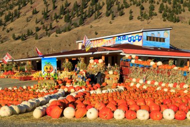 Keremeos, British Columbia, Kanada - 30 Eylül 2021: Şeftali Kralı meyve standı ve çiftçilerin pazar gösterisi ve kış kabağı düzenlemesi sonbahar hasadı ve Şükran Günü kutlamaları.
