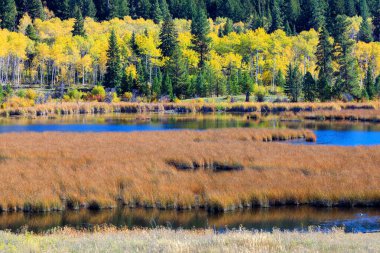 Princeton ve Merritt, British Columbia, Kanada arasındaki 5A numaralı otobandan Aspen Grove yakınlarında sonbahar manzarası.