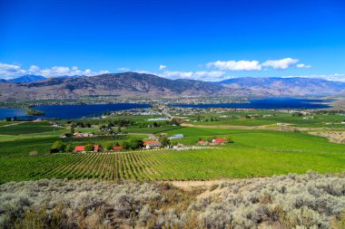 Yaz mevsiminde Okanagan Vadisi, British Columbia, Kanada 'daki küçük Osoyoos kasabasındaki tarım arazisi ve üzüm bağlarının manzarası.