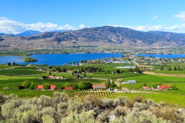 Yaz mevsiminde Okanagan Vadisi, British Columbia, Kanada 'daki küçük Osoyoos kasabasındaki tarım arazisi ve üzüm bağlarının manzarası.