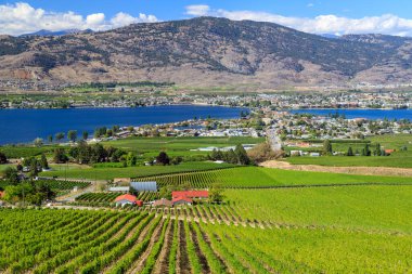 Yaz mevsiminde Okanagan Vadisi, British Columbia, Kanada 'daki küçük Osoyoos kasabasındaki tarım arazisi ve üzüm bağlarının manzarası.