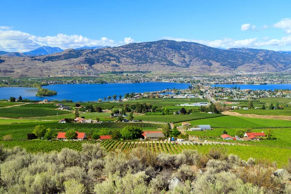 Utsikt Över Jordbrukslandskapet Och Vingårdar Sommarsäsongen Den Lilla Staden Osoyoos — Stockfoto