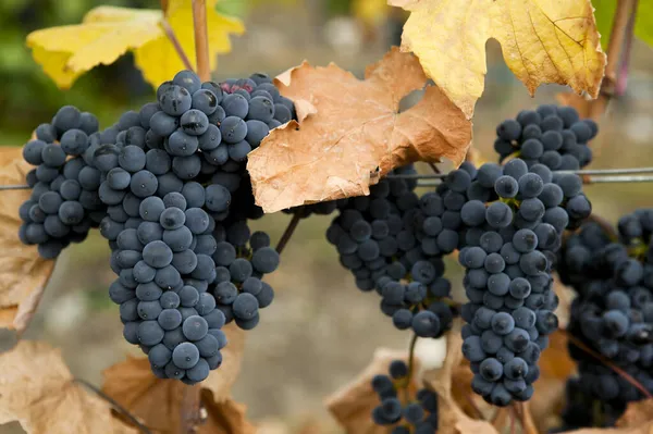 Dojrzałe Organiczne Winogrona Gamay Noir Winnicy Położonej Dolinie Okanagan Kolumbia — Zdjęcie stockowe