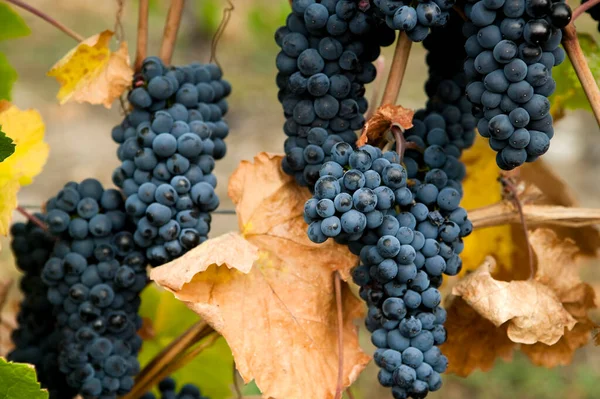 Maturare Uve Biologiche Gamay Noir Sulla Vite Vigneto Situato Nella — Foto Stock