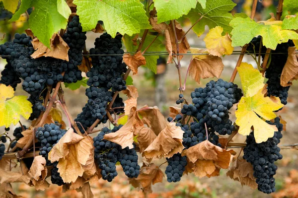 Érett Bio Gamay Noir Szőlő Szőlő Egy Szőlő Található Okanagan — Stock Fotó