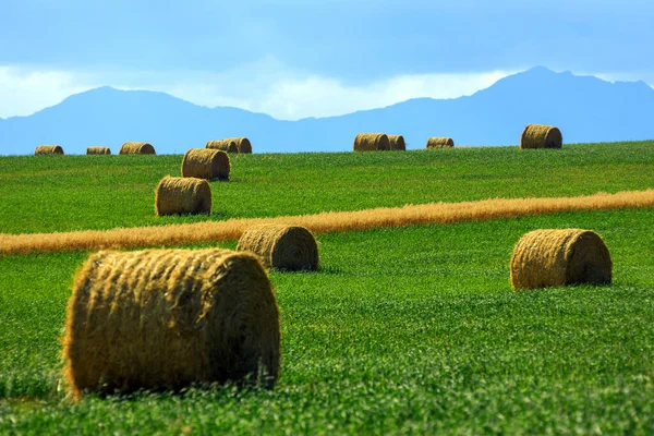 Ubicado Entre Las Montañas Rocosas Pradera Canadiense Alto País Ganadero — Foto de Stock