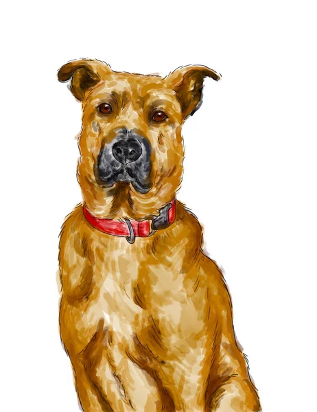 Pet Portrait Adult Black Mouth Cur Dog Southern Cur Illustration — Stock Photo, Image