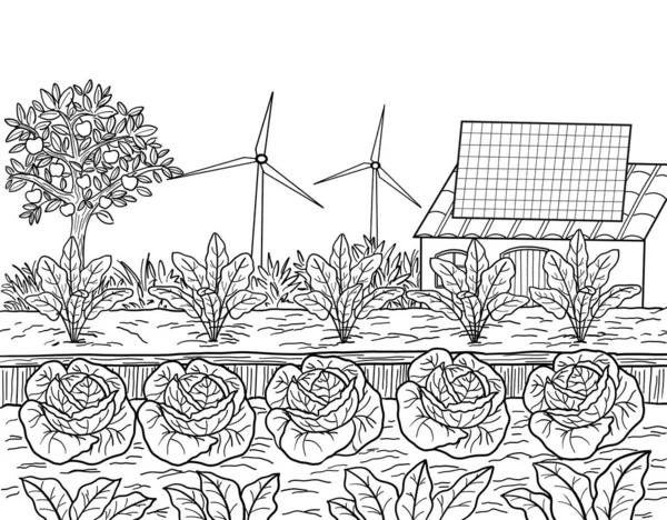 Eine Bäuerliche Landwirtschaft Mit Erneuerbaren Energien Ein Gemüsegarten Mit Kohl — Stockfoto