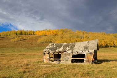 Kanada 'nın Alberta, Priddis yakınlarındaki The Cowboy Trail' de eski bir çiftlik evi ve sarı yapraklı bir sonbahar kırsal arazisi..