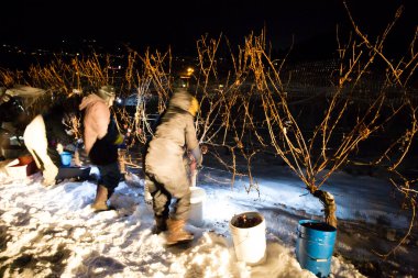 23 Aralık 2017 - Naramata, British Columbia, Kanada: Okanagan Vadisi, British Columbia, Kanada 'da bulunan Naramata' da gecenin bir yarısı donmuş Gewurztraminer üzümleri hasat eden tarım işçileri. 