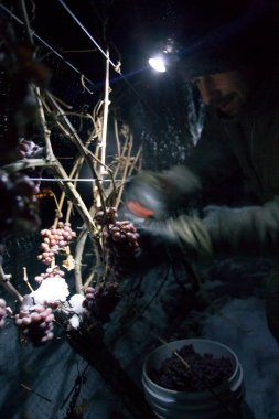 23 Aralık 2017 - Naramata, British Columbia, Kanada: Okanagan Vadisi, British Columbia, Kanada 'da bulunan Naramata' da gecenin bir yarısı donmuş Gewurztraminer üzümleri hasat eden tarım işçileri. 