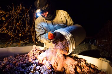 23 Aralık 2017 - Naramata, British Columbia, Kanada: Okanagan Vadisi, British Columbia, Kanada 'da bulunan Naramata' da gecenin bir yarısı donmuş Gewurztraminer üzümleri hasat eden tarım işçileri. 