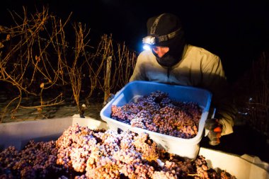23 Aralık 2017 - Naramata, British Columbia, Kanada: Okanagan Vadisi, British Columbia, Kanada 'da bulunan Naramata' da gecenin bir yarısı donmuş Gewurztraminer üzümleri hasat eden tarım işçileri. 