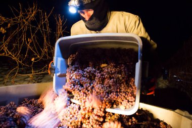 23 Aralık 2017 - Naramata, British Columbia, Kanada: Okanagan Vadisi, British Columbia, Kanada 'da bulunan Naramata' da gecenin bir yarısı donmuş Gewurztraminer üzümleri hasat eden tarım işçileri. 