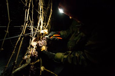 23 Aralık 2017 - Naramata, British Columbia, Kanada: Okanagan Vadisi, British Columbia, Kanada 'da bulunan Naramata' da gecenin bir yarısı donmuş Gewurztraminer üzümleri hasat eden tarım işçileri. 