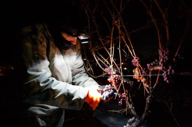 23 Aralık 2017 - Naramata, British Columbia, Kanada: Okanagan Vadisi, British Columbia, Kanada 'da bulunan Naramata' da gecenin bir yarısı donmuş Gewurztraminer üzümleri hasat eden tarım işçileri. 
