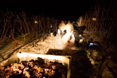 23 Aralık 2017 - Naramata, British Columbia, Kanada: Okanagan Vadisi, British Columbia, Kanada 'da bulunan Naramata' da gecenin bir yarısı donmuş Gewurztraminer üzümleri hasat eden tarım işçileri. 