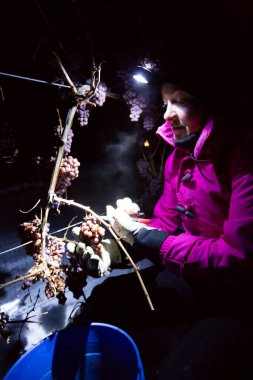 23 Aralık 2017 - Naramata, British Columbia, Kanada: Okanagan Vadisi, British Columbia, Kanada 'da bulunan Naramata' da gecenin bir yarısı donmuş Gewurztraminer üzümleri hasat eden tarım işçileri. 