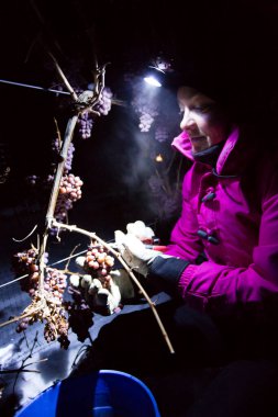 23 Aralık 2017 - Naramata, British Columbia, Kanada: Okanagan Vadisi, British Columbia, Kanada 'da bulunan Naramata' da gecenin bir yarısı donmuş Gewurztraminer üzümleri hasat eden tarım işçileri. 