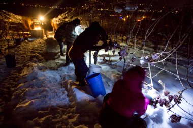 23 Aralık 2017 - Naramata, British Columbia, Kanada: Okanagan Vadisi, British Columbia, Kanada 'da bulunan Naramata' da gecenin bir yarısı donmuş Gewurztraminer üzümleri hasat eden tarım işçileri. 
