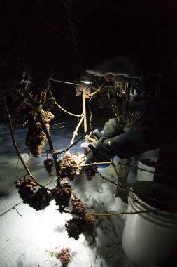 23 Aralık 2017 - Naramata, British Columbia, Kanada: Okanagan Vadisi, British Columbia, Kanada 'da bulunan Naramata' da gecenin bir yarısı donmuş Gewurztraminer üzümleri hasat eden tarım işçileri. 