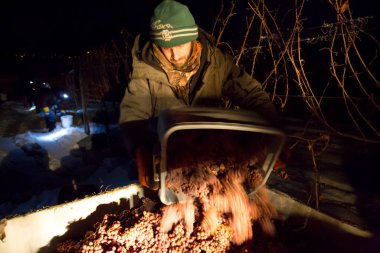 23 Aralık 2017 - Naramata, British Columbia, Kanada: Okanagan Vadisi, British Columbia, Kanada 'da bulunan Naramata' da gecenin bir yarısı donmuş Gewurztraminer üzümleri hasat eden tarım işçileri. 