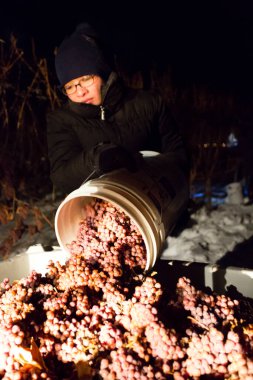23 Aralık 2017 - Naramata, British Columbia, Kanada: Okanagan Vadisi, British Columbia, Kanada 'da bulunan Naramata' da gecenin bir yarısı donmuş Gewurztraminer üzümleri hasat eden tarım işçileri. 