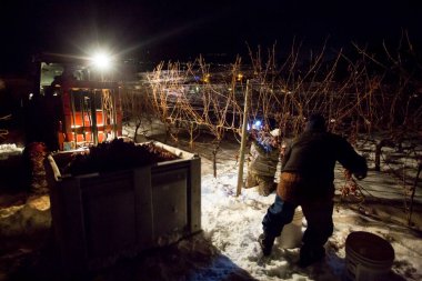 23 Aralık 2017 - Naramata, British Columbia, Kanada: Okanagan Vadisi, British Columbia, Kanada 'da bulunan Naramata' da gecenin bir yarısı donmuş Gewurztraminer üzümleri hasat eden tarım işçileri. 