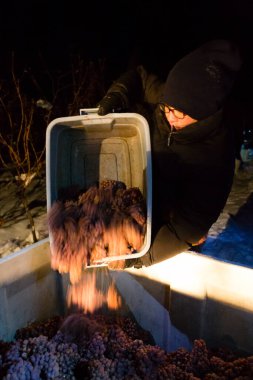 23 Aralık 2017 - Naramata, British Columbia, Kanada: Okanagan Vadisi, British Columbia, Kanada 'da bulunan Naramata' da gecenin bir yarısı donmuş Gewurztraminer üzümleri hasat eden tarım işçileri. 