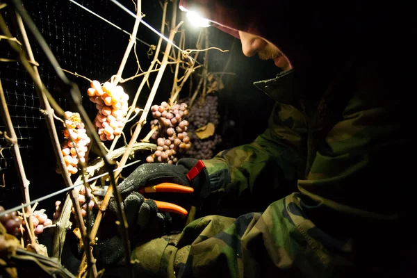 23 Aralık 2017 - Naramata, British Columbia, Kanada: Okanagan Vadisi, British Columbia, Kanada 'da bulunan Naramata' da gecenin bir yarısı donmuş Gewurztraminer üzümleri hasat eden tarım işçileri. 