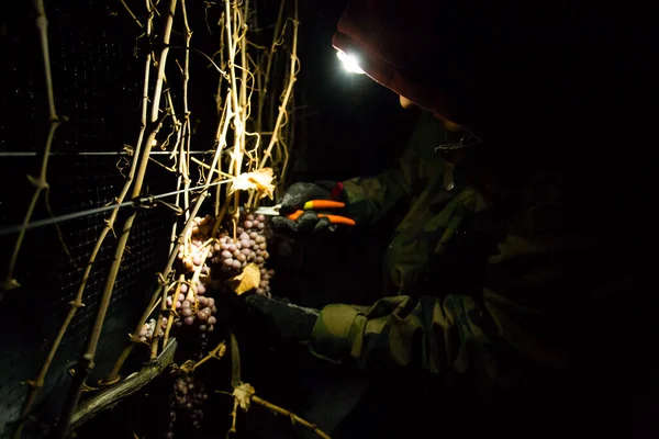 23 Aralık 2017 - Naramata, British Columbia, Kanada: Okanagan Vadisi, British Columbia, Kanada 'da bulunan Naramata' da gecenin bir yarısı donmuş Gewurztraminer üzümleri hasat eden tarım işçileri. 