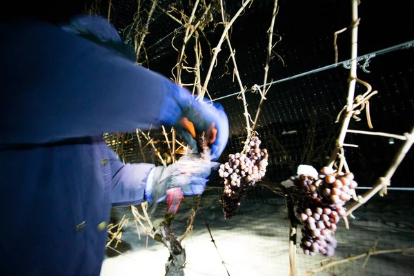 23 Aralık 2017 - Naramata, British Columbia, Kanada: Okanagan Vadisi, British Columbia, Kanada 'da bulunan Naramata' da gecenin bir yarısı donmuş Gewurztraminer üzümleri hasat eden tarım işçileri. 