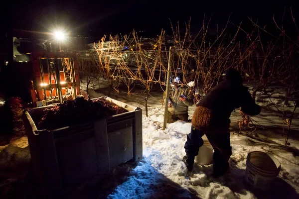 23 Aralık 2017 - Naramata, British Columbia, Kanada: Okanagan Vadisi, British Columbia, Kanada 'da bulunan Naramata' da gecenin bir yarısı donmuş Gewurztraminer üzümleri hasat eden tarım işçileri. 