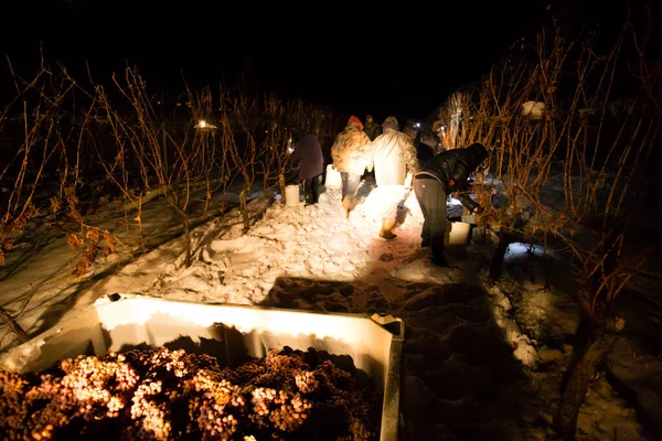 23 Aralık 2017 - Naramata, British Columbia, Kanada: Okanagan Vadisi, British Columbia, Kanada 'da bulunan Naramata' da gecenin bir yarısı donmuş Gewurztraminer üzümleri hasat eden tarım işçileri. 