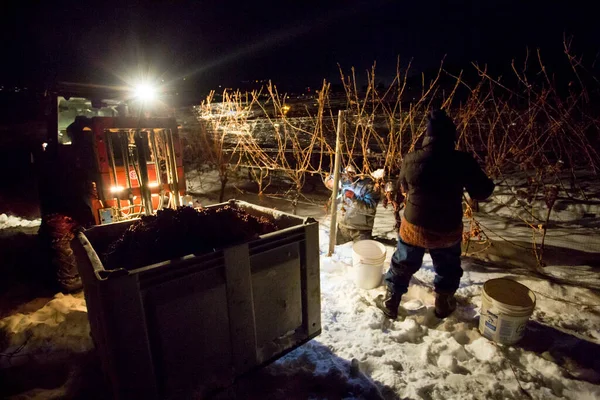23 Aralık 2017 - Naramata, British Columbia, Kanada: Okanagan Vadisi, British Columbia, Kanada 'da bulunan Naramata' da gecenin bir yarısı donmuş Gewurztraminer üzümleri hasat eden tarım işçileri. 