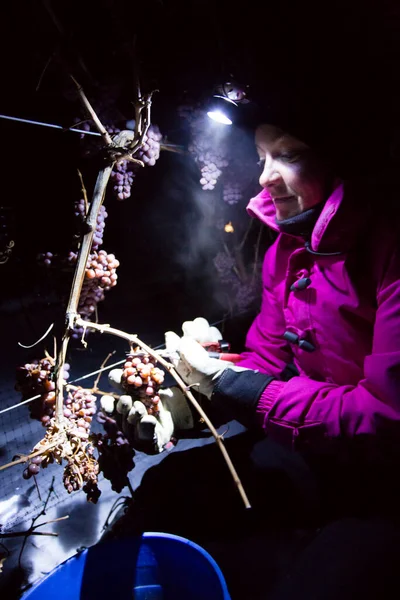 23 Aralık 2017 - Naramata, British Columbia, Kanada: Okanagan Vadisi, British Columbia, Kanada 'da bulunan Naramata' da gecenin bir yarısı donmuş Gewurztraminer üzümleri hasat eden tarım işçileri. 