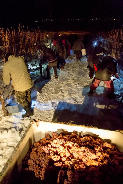 23 Aralık 2017 - Naramata, British Columbia, Kanada: Okanagan Vadisi, British Columbia, Kanada 'da bulunan Naramata' da gecenin bir yarısı donmuş Gewurztraminer üzümleri hasat eden tarım işçileri. 