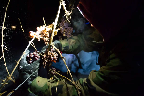 23 Aralık 2017 - Naramata, British Columbia, Kanada: Okanagan Vadisi, British Columbia, Kanada 'da bulunan Naramata' da gecenin bir yarısı donmuş Gewurztraminer üzümleri hasat eden tarım işçileri. 