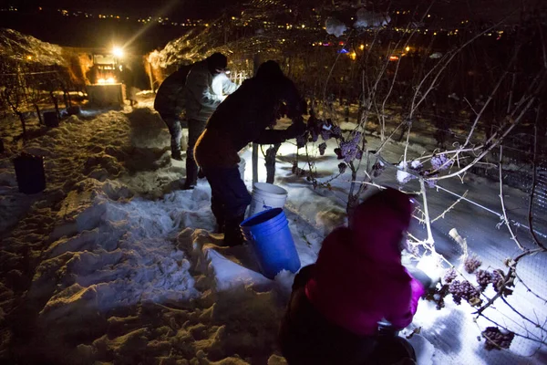 23 Aralık 2017 - Naramata, British Columbia, Kanada: Okanagan Vadisi, British Columbia, Kanada 'da bulunan Naramata' da gecenin bir yarısı donmuş Gewurztraminer üzümleri hasat eden tarım işçileri. 