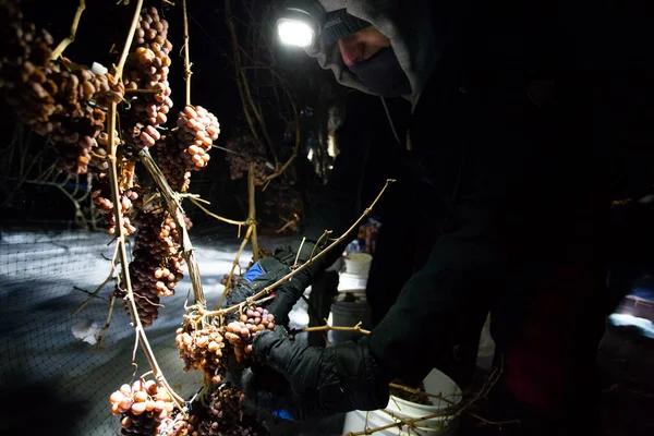 23 Aralık 2017 - Naramata, British Columbia, Kanada: Okanagan Vadisi, British Columbia, Kanada 'da bulunan Naramata' da gecenin bir yarısı donmuş Gewurztraminer üzümleri hasat eden tarım işçileri. 