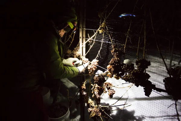 23 Aralık 2017 - Naramata, British Columbia, Kanada: Okanagan Vadisi, British Columbia, Kanada 'da bulunan Naramata' da gecenin bir yarısı donmuş Gewurztraminer üzümleri hasat eden tarım işçileri. 