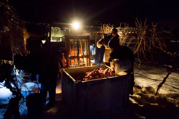 23 Aralık 2017 - Naramata, British Columbia, Kanada: Okanagan Vadisi, British Columbia, Kanada 'da bulunan Naramata' da gecenin bir yarısı donmuş Gewurztraminer üzümleri hasat eden tarım işçileri. 